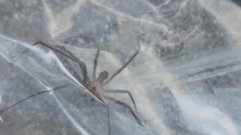 Brown Recluse Spider