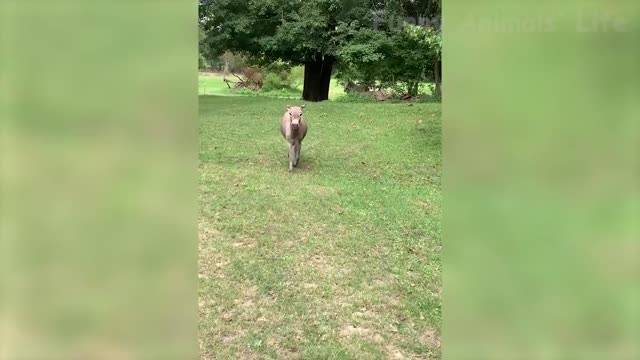 Best Funny Animal Videos Of The 2021 🤣 - Funny Wild And Farm Animals Videos 🐴🦍