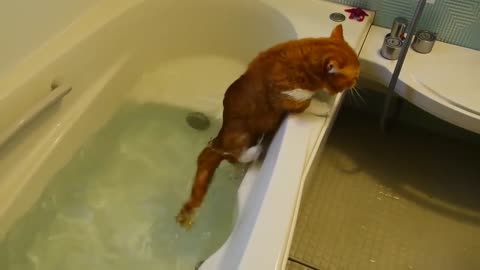 Cat slides in the bathtub