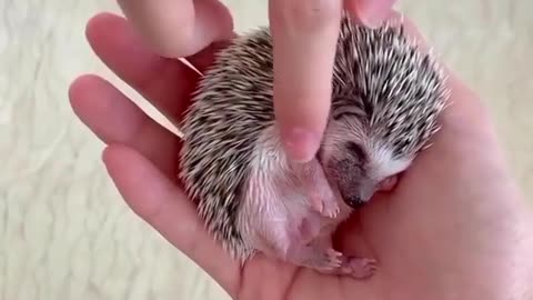 the hedgehog is sleeping