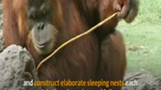 Orangutan Monkey