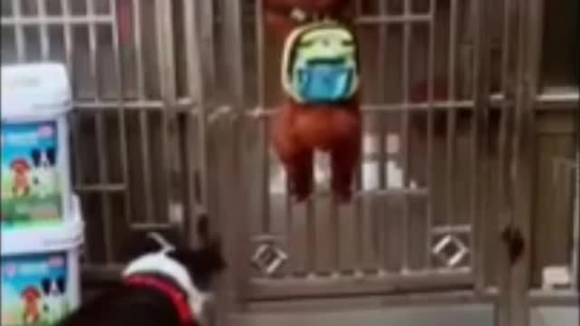 Funny Dogs Climbing the Doors with help of Each other Cute dogs puppies😂