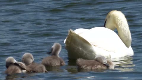 duckling follow their mom , small baby ducks swimming
