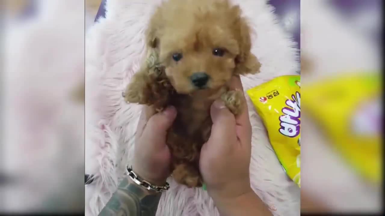 Baby Dogs - Cute and Funny Dog Videos Compilation #3