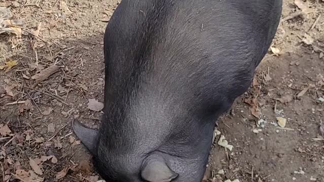 Pot Belly Pig