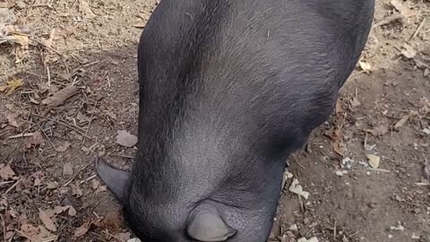 Pot Belly Pig