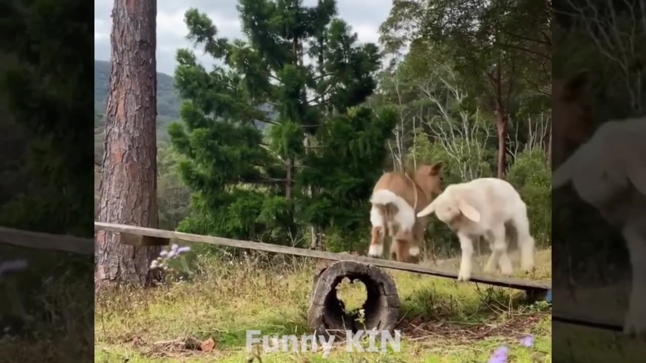 😅🤣animal video