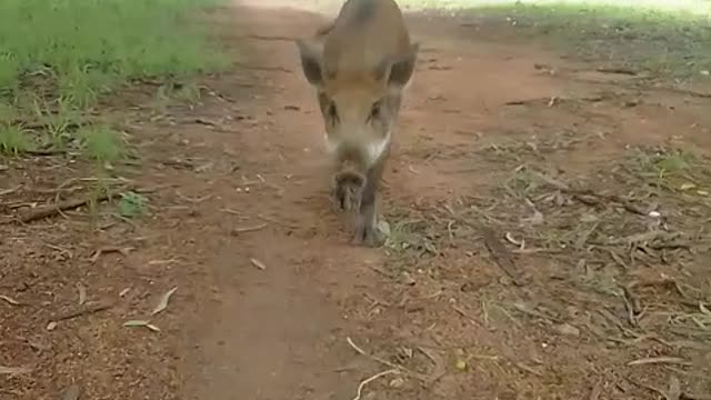 Baby Bush Pig