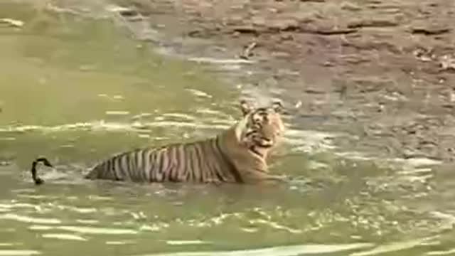 Fearless tiger shooting