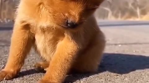 CUTE DOG FEELS LIKE SLEEPY