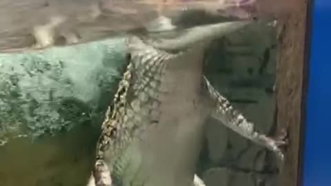 So funny crocodile