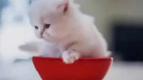 So cute cat video 🤩