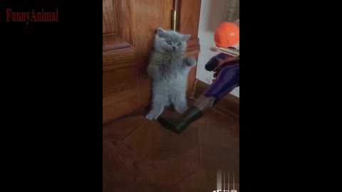 The Best FUNNY CATS Videos - Funny Animal