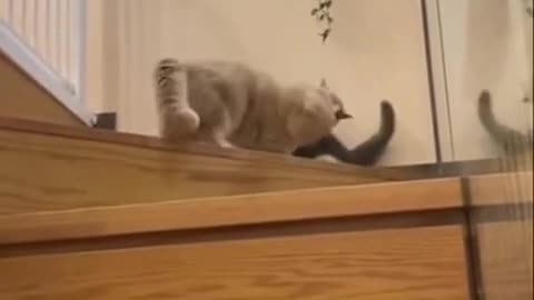 CUTE CAT VIDEO