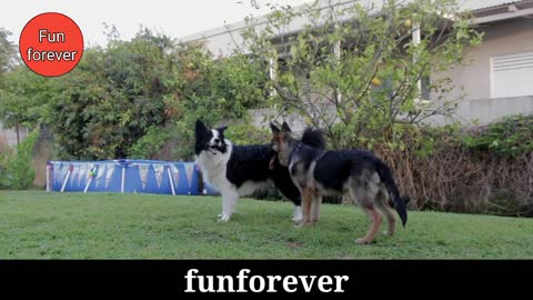 Enjoy animals funny dog Free stock videos