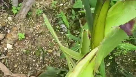 Own corn