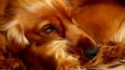 Closeup of a dog sleeping at home