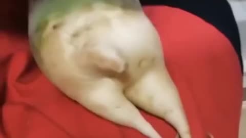 Most fanny viral video 🤣🤣🤣🤣🤣