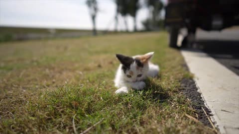 Cute pet partners guard against theft of tricycles