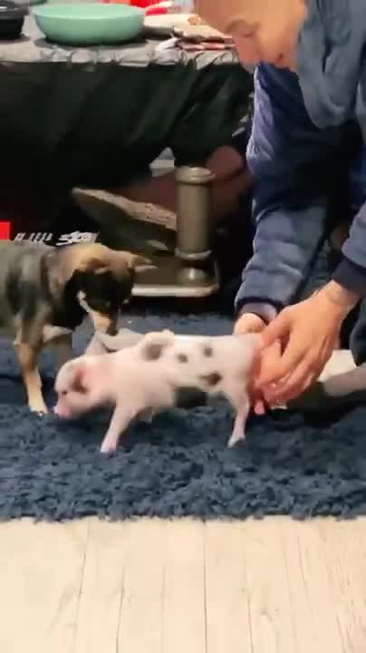 Wild Boar Hunting with dogs Action Compilation part 2