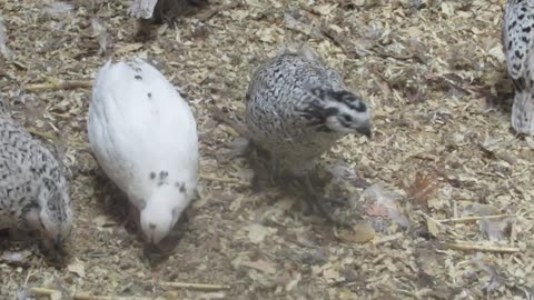 Roulroul chicks, one day and four weeks old