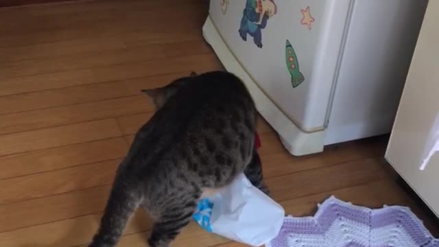 my cat playing