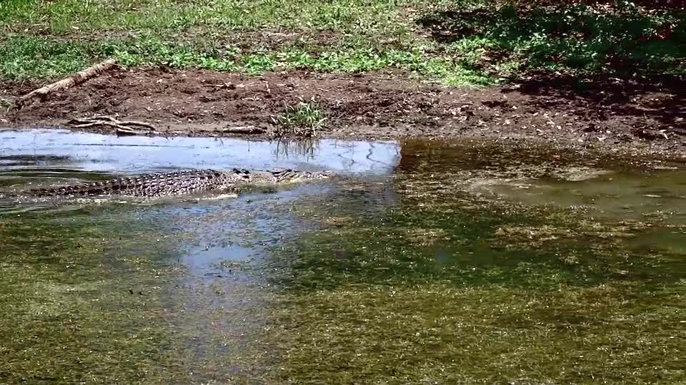 Huge Crocodiles Fight Over Barramundi | Kakadu Northern Territory