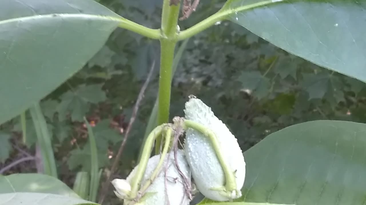 Milkweed