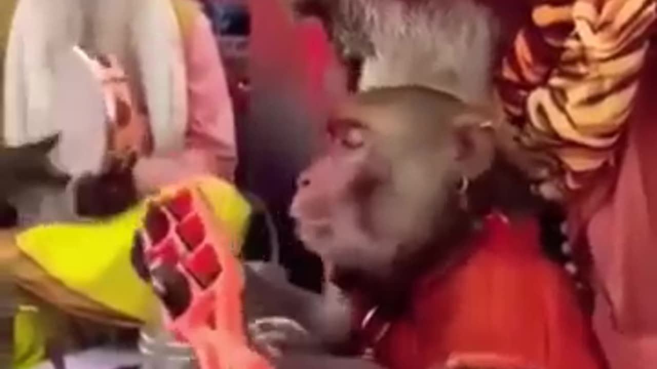 Ram Mandir chale #rammandir #monkey #comedy