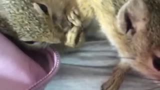 Mom and Baby squirrel grooming each other after waking up