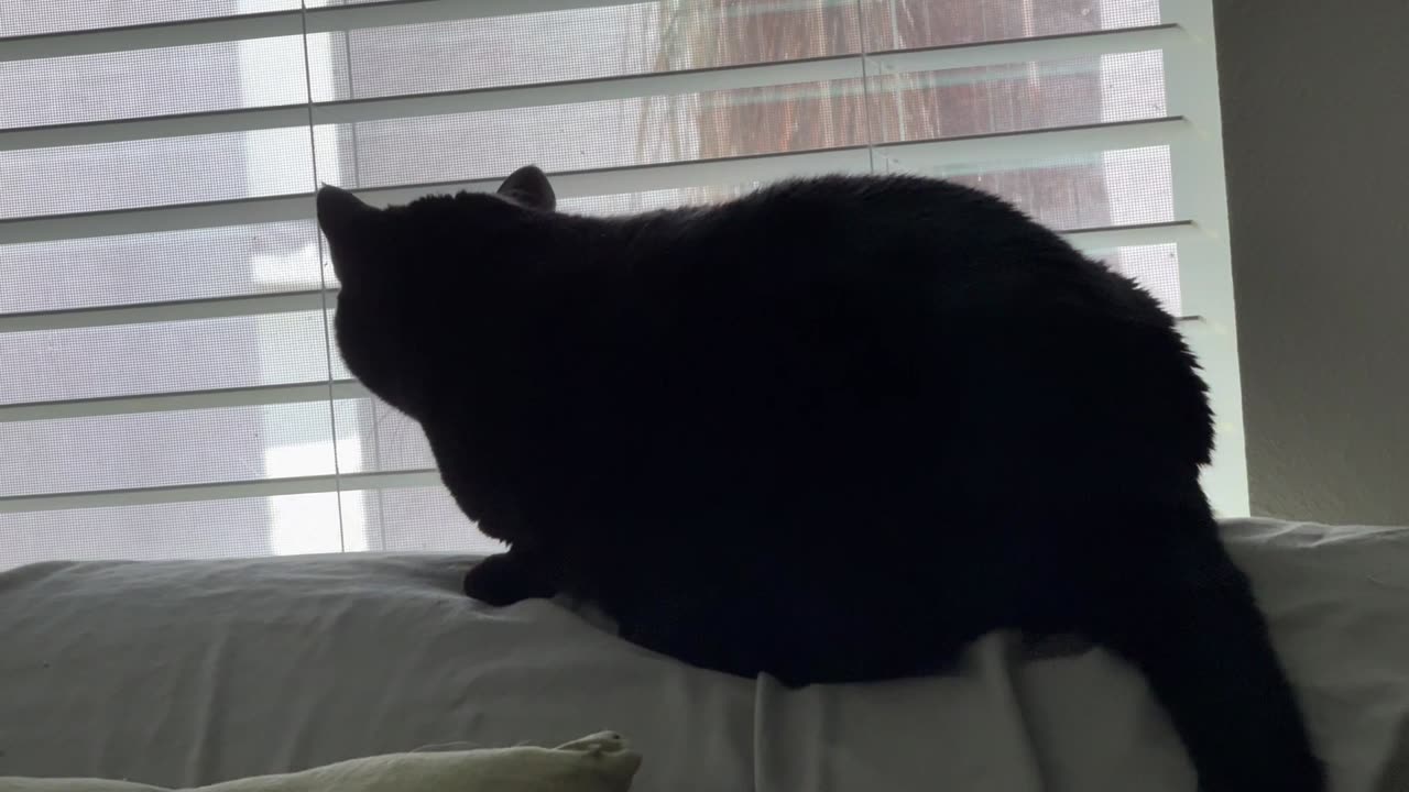 Cute Precious Piper Looks Out the Windows By the Couch - Adopting a Cat from a Shelter Vlog