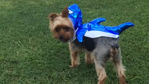 Cute dog dressed as a shark