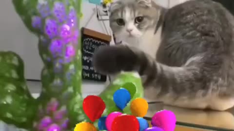 happy birthday kitty
