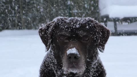 Labrador beautiful dog