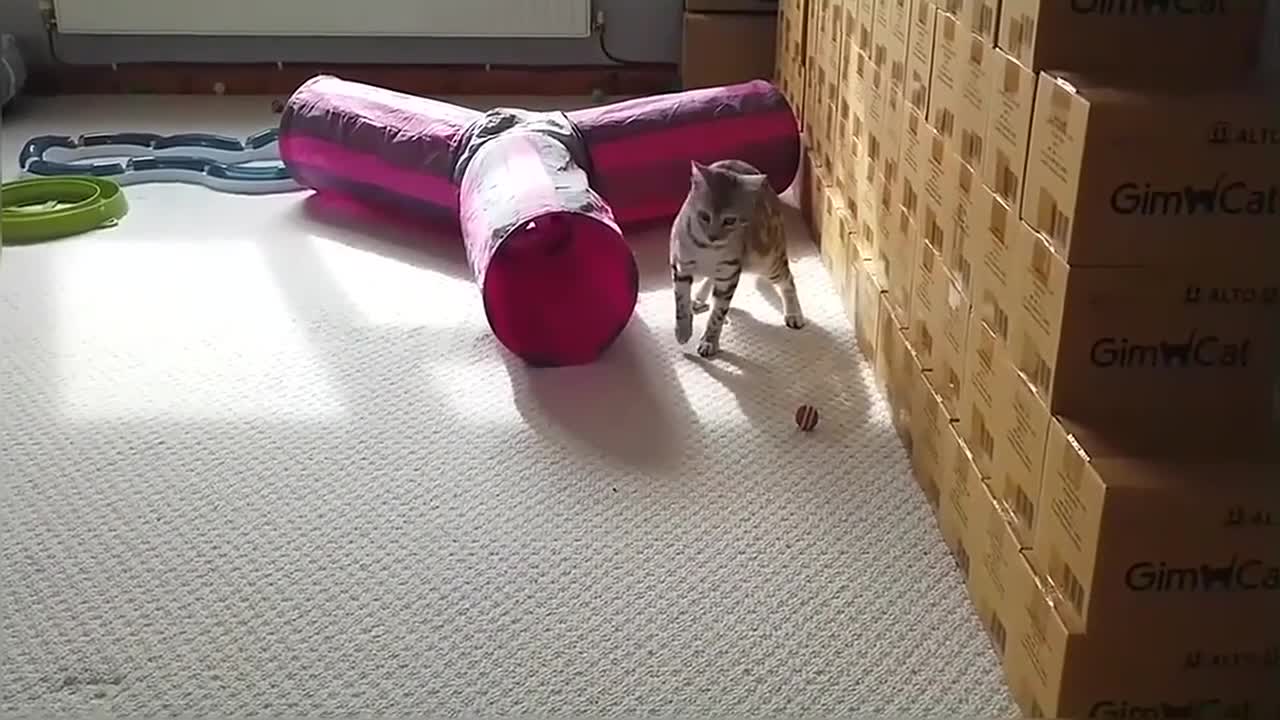 Bengal Kittens Playing With Balloons StayHome