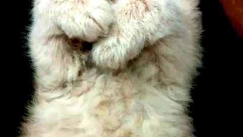 Cute persian cat