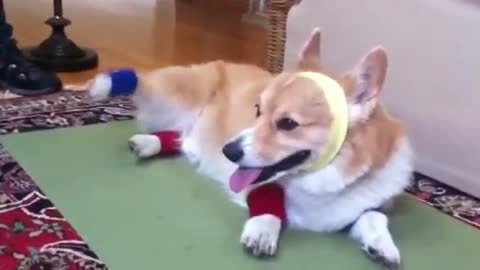 FUNNY CORGI DOES AEROBICS
