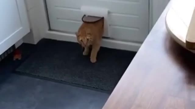 Sneaky cat trying to go undercover