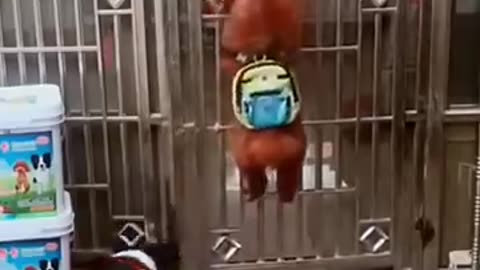 funny dog video