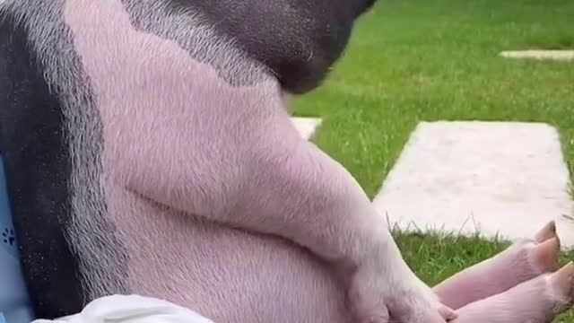 Mini pig relaxed