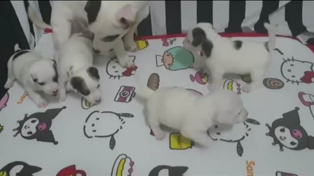 Mamãe cuidando dos filhotes