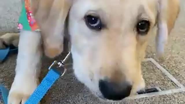 Little Puppy Is Searching For Easter Eggs