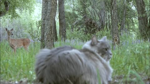 The cat met a deer in the forest
