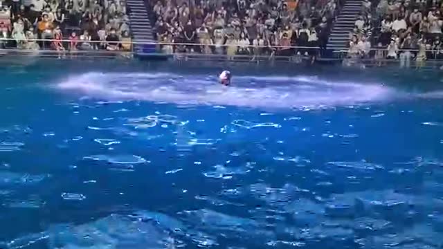 Dolphins dance