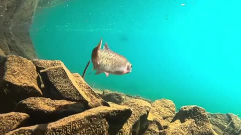 Beautiful Fish chill being filmed way up in an alpine lake