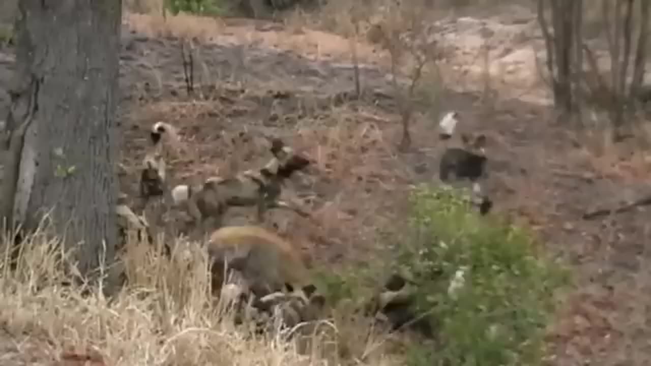 OMG! Hyenas Really Want To Save Impala From Leopard Hunting