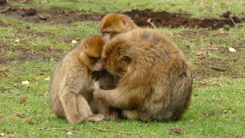 Ape family sticks together