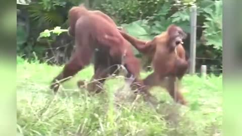 Funny Animals Videos - Wild Animals Funny Videos