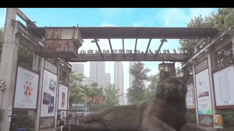 Two big cats