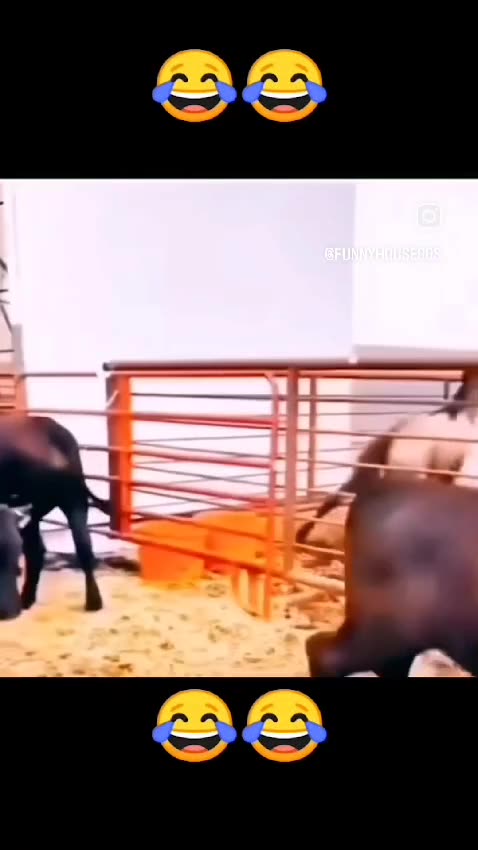 When the dog tries to bite the cow, but the cow flips the script with a shake of its head! 😅🐕💥